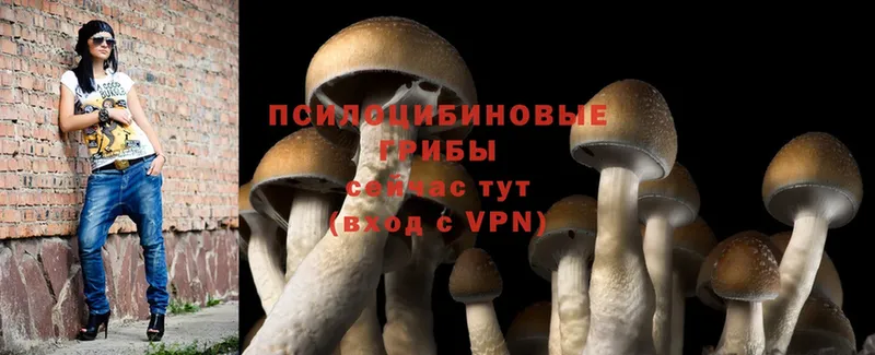 купить закладку  Лесосибирск  Псилоцибиновые грибы Magic Shrooms 